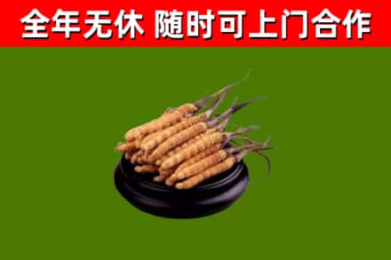 玄武回收散虫草